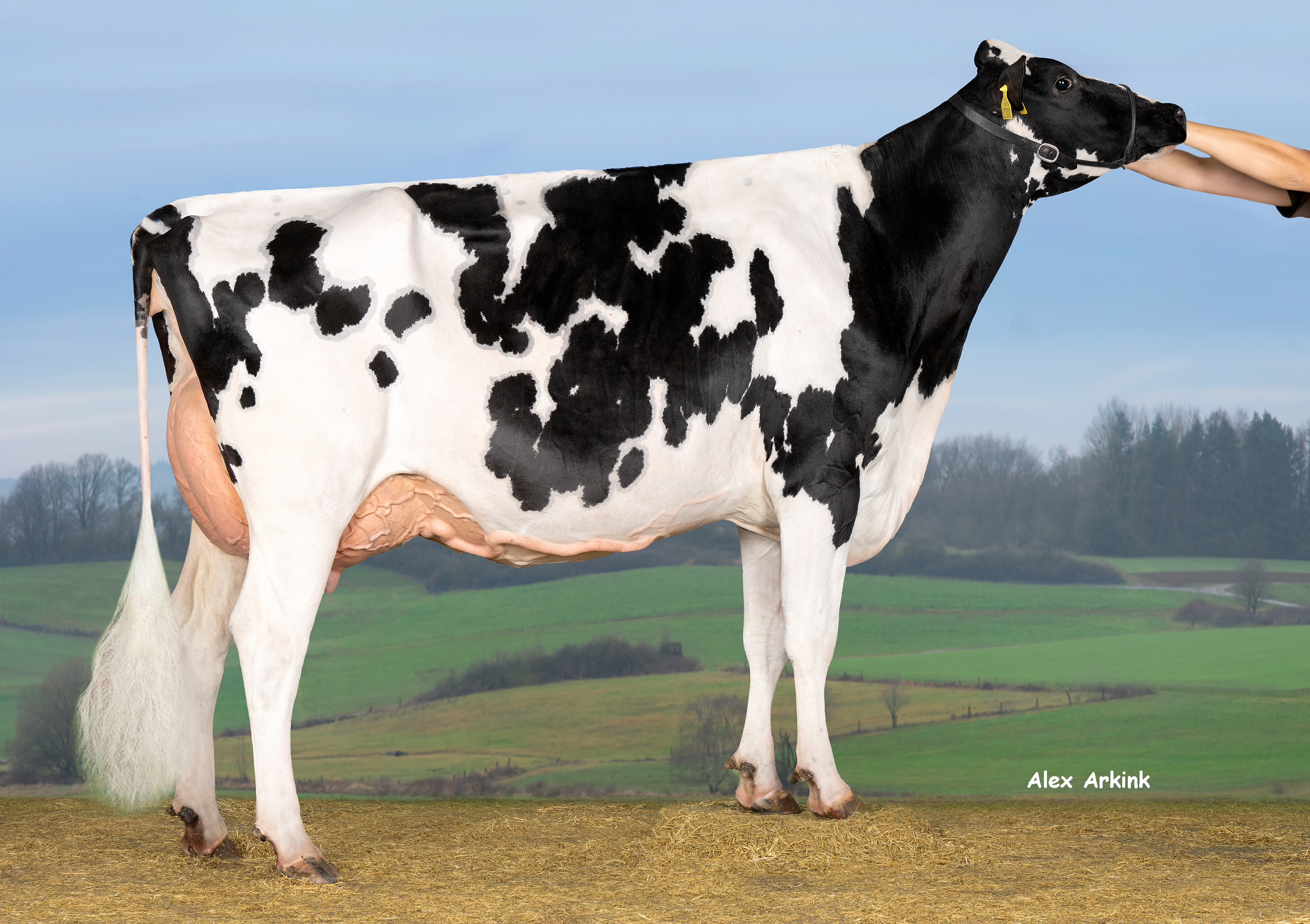 Cihlar Carenzo Bela Grand Champion Lysa Czech 2025