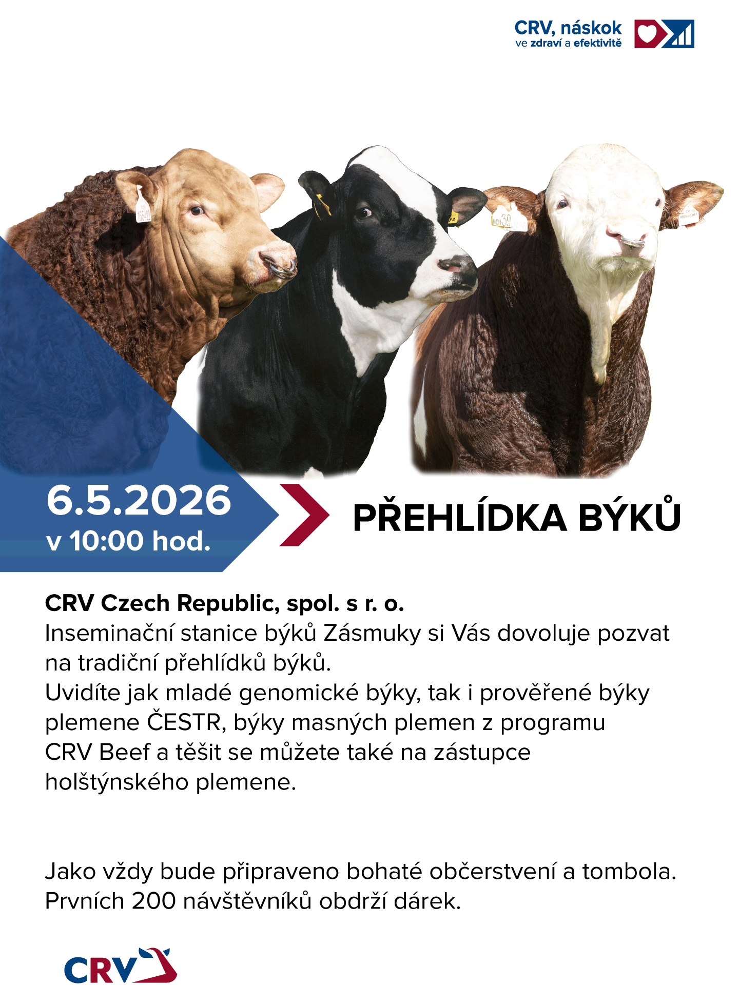 Přehlídka býků