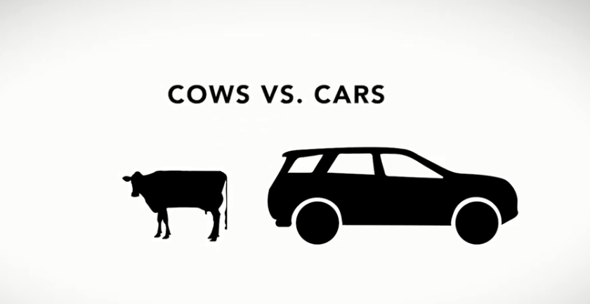 cows vs cars